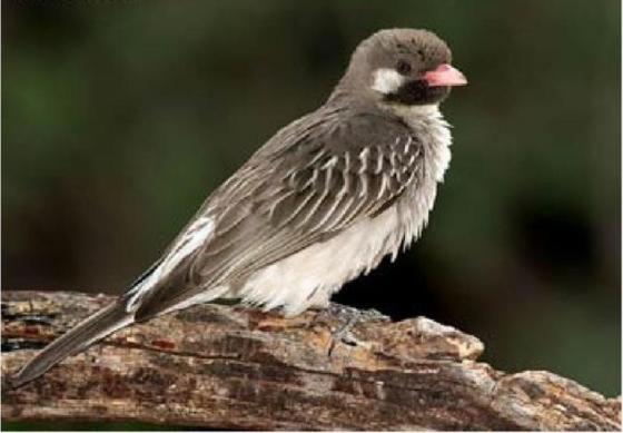 第4章 富有单身汉的橙尾响蜜鴷 , 献给人外的礼物(重口、慎入)(三水淼) 第4章 富有单身汉的橙尾响蜜鴷 , 献给人外的礼物(重口、慎入)(三水淼)