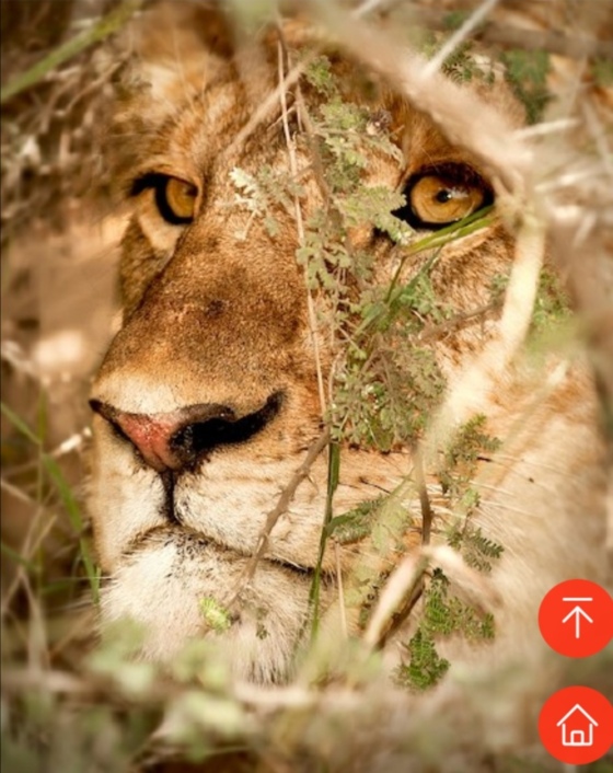 第27章 强制发情的雄狮 , 献给人外的礼物（重口、慎入）(三水淼)