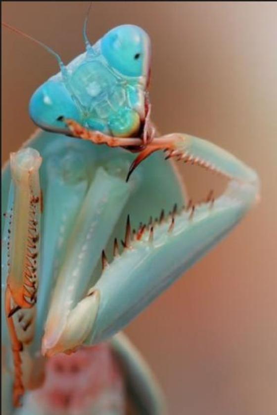 第29章 喜欢跟无头伴侣交配的欧洲螳螂 , 献给人外的礼物（重口、慎入）(三水淼)